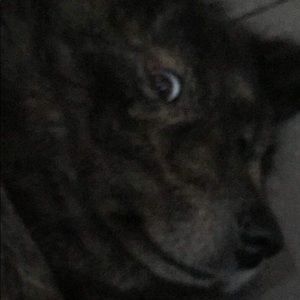 Meet your Posher, Linh